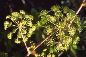 Angelica in flower, yellow-green umbels against a dark background