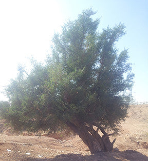 A mature argan tree standing in dry Moroccan landscape