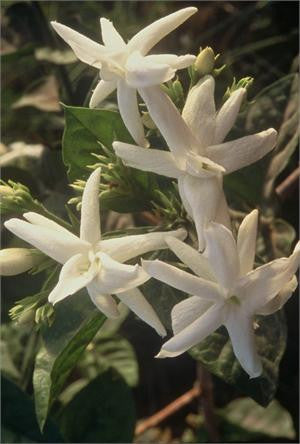 Star-shaped white jasmine sambac flowers