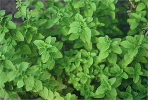 marjoram