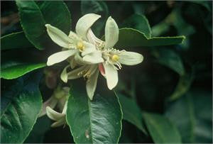 neroli
