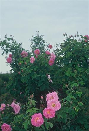 rose 10
