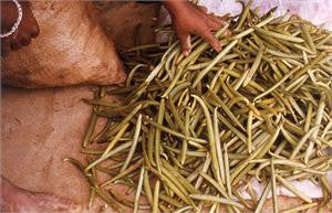 Hands holding a bundle of cured vanilla beans