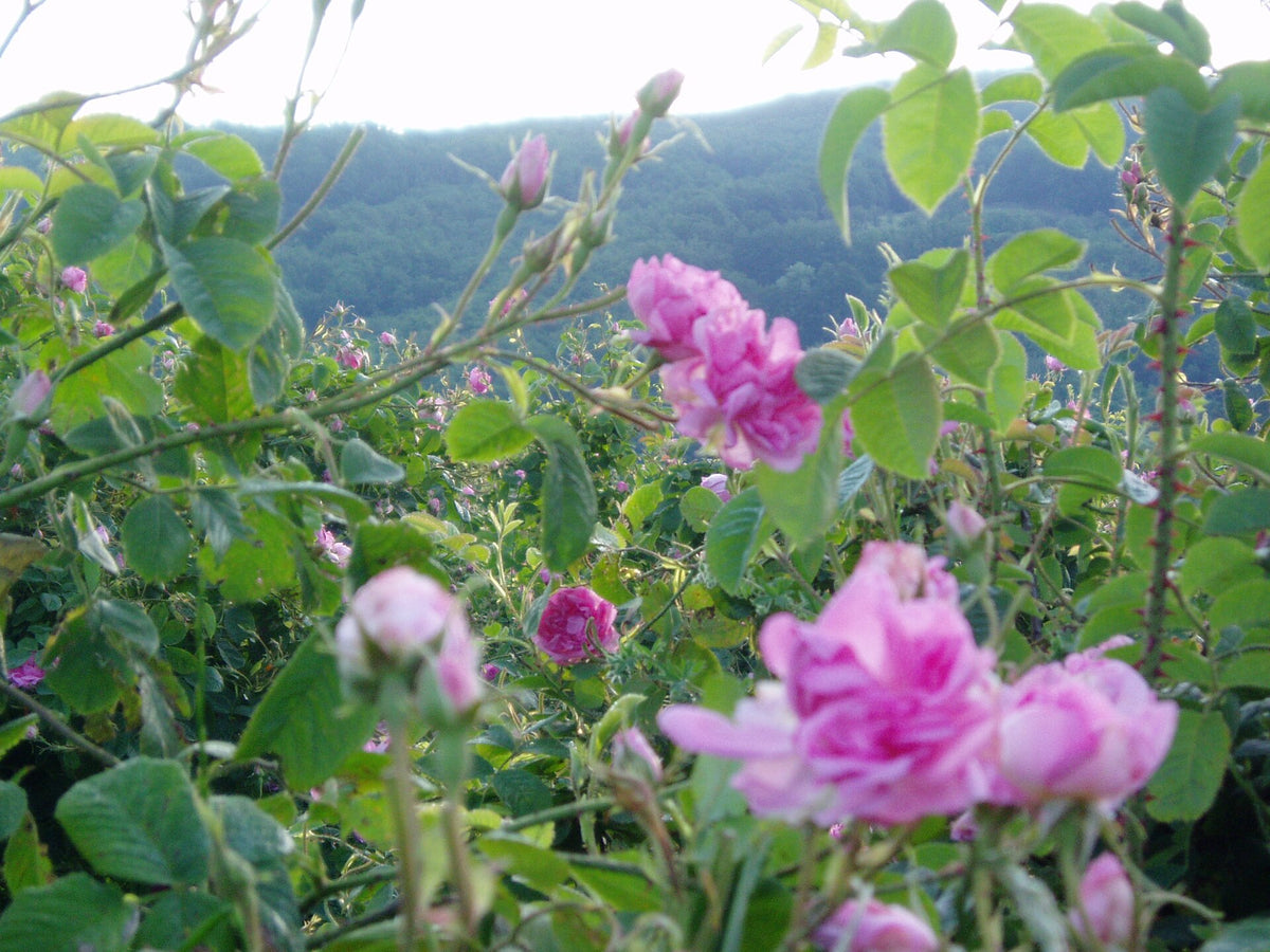 Damask roses in bloom in Bulgaria's Valley of the Roses