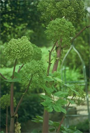 Angelica archangelica in flower, green globe seed heads on reddish stems in a garden