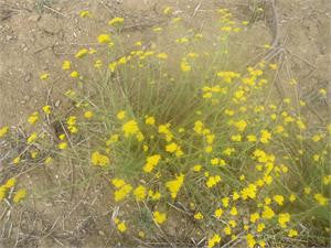 Blue tansy in bloom, clusters of small yellow flowers on dry sandy ground