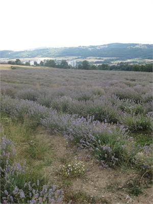 lavender bulgaria