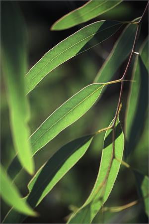 eucalyptus radiata