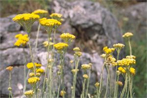 Helichrysum in bloom, clusters of small yellow flowers on rocky ground