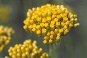 Close-up of a dense cluster of bright yellow helichrysum flowers