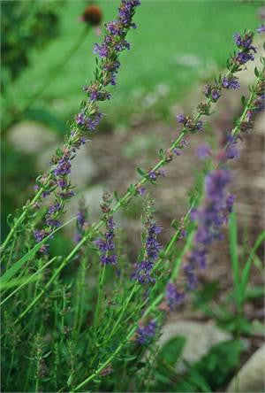 hyssop