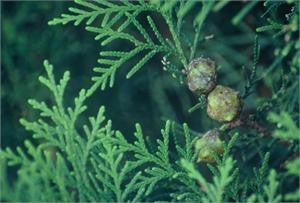Juniper branch bearing blue-green berries
