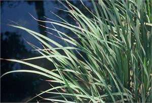 Lemongrass