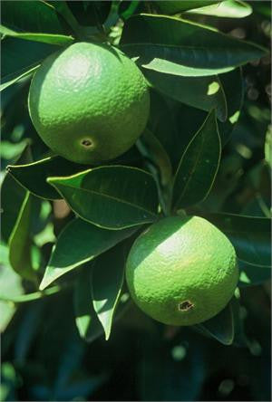 Lime