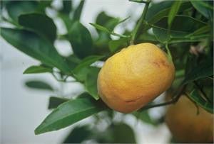 mandarin, Red