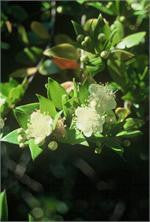 myrtle