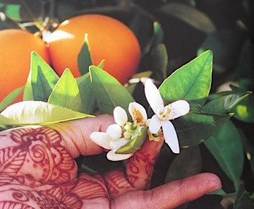 A henna-decorated hand holding orange blossom and neroli oranges