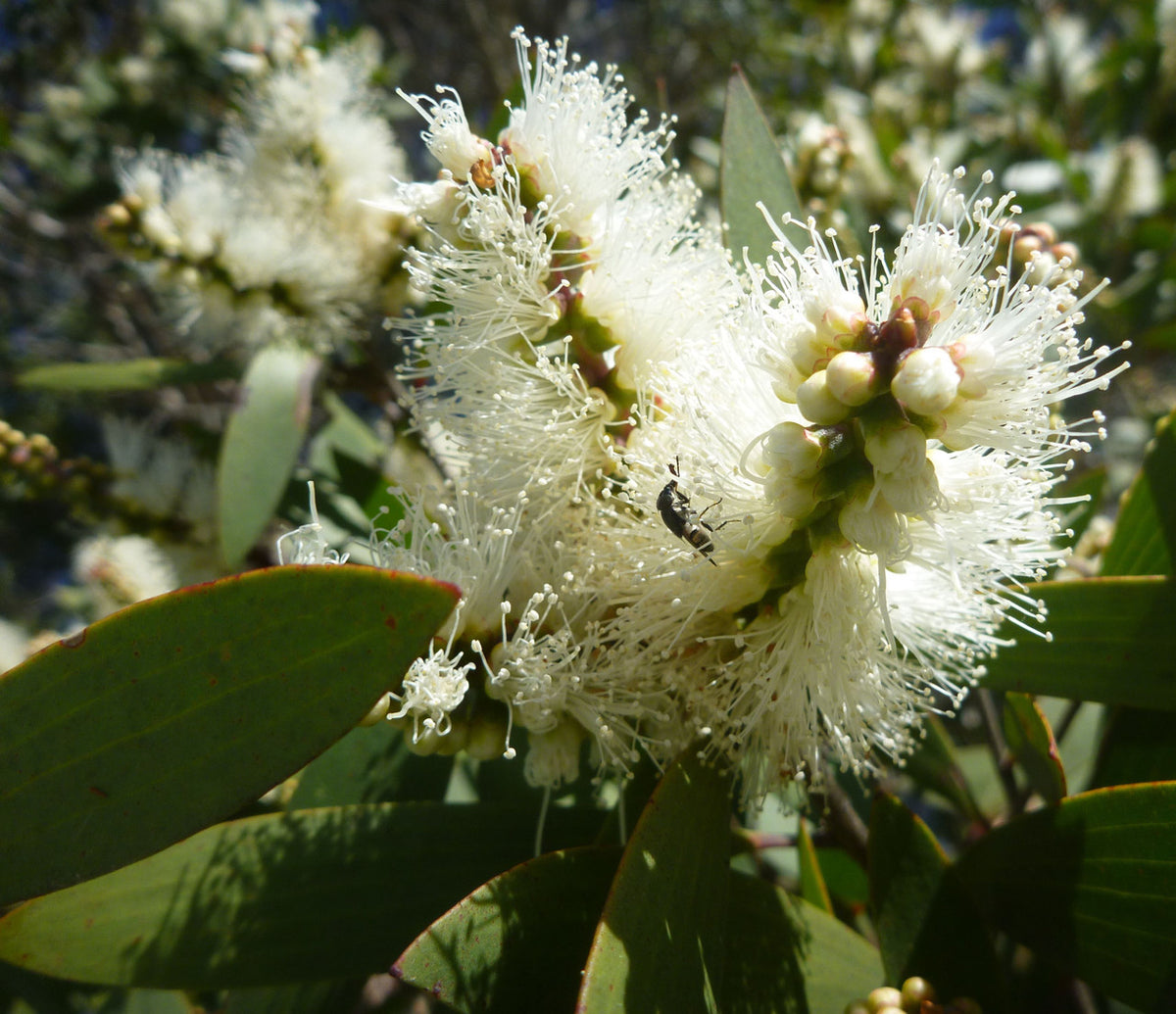 White bottlebrush flowers of the nerolina tree among green leaves