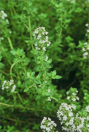 oregano