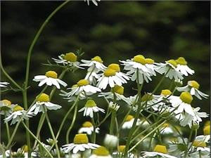 Roman camomile in flower, white daisy-like blooms in a green meadow