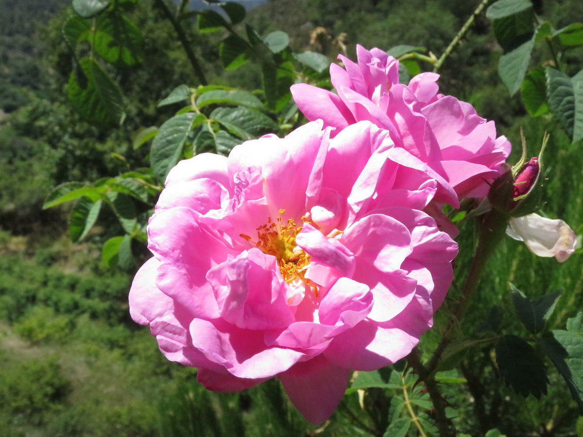 Damask roses in full pink bloom