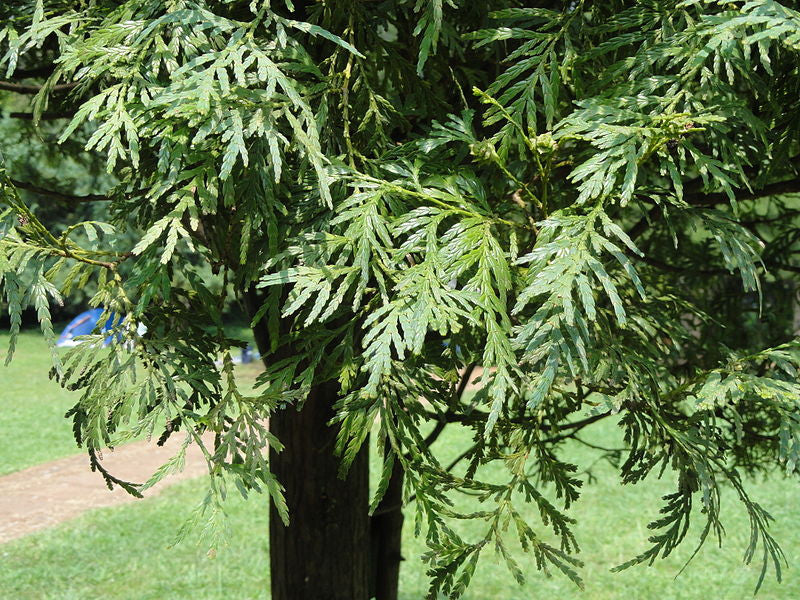 A mature Siam wood tree with drooping green foliage