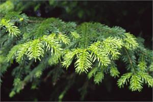 fir silver