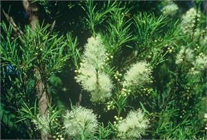tea tree

