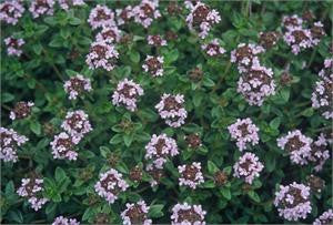 thyme lin
