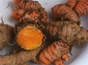 Fresh turmeric rhizomes, one sliced open to show the bright orange flesh