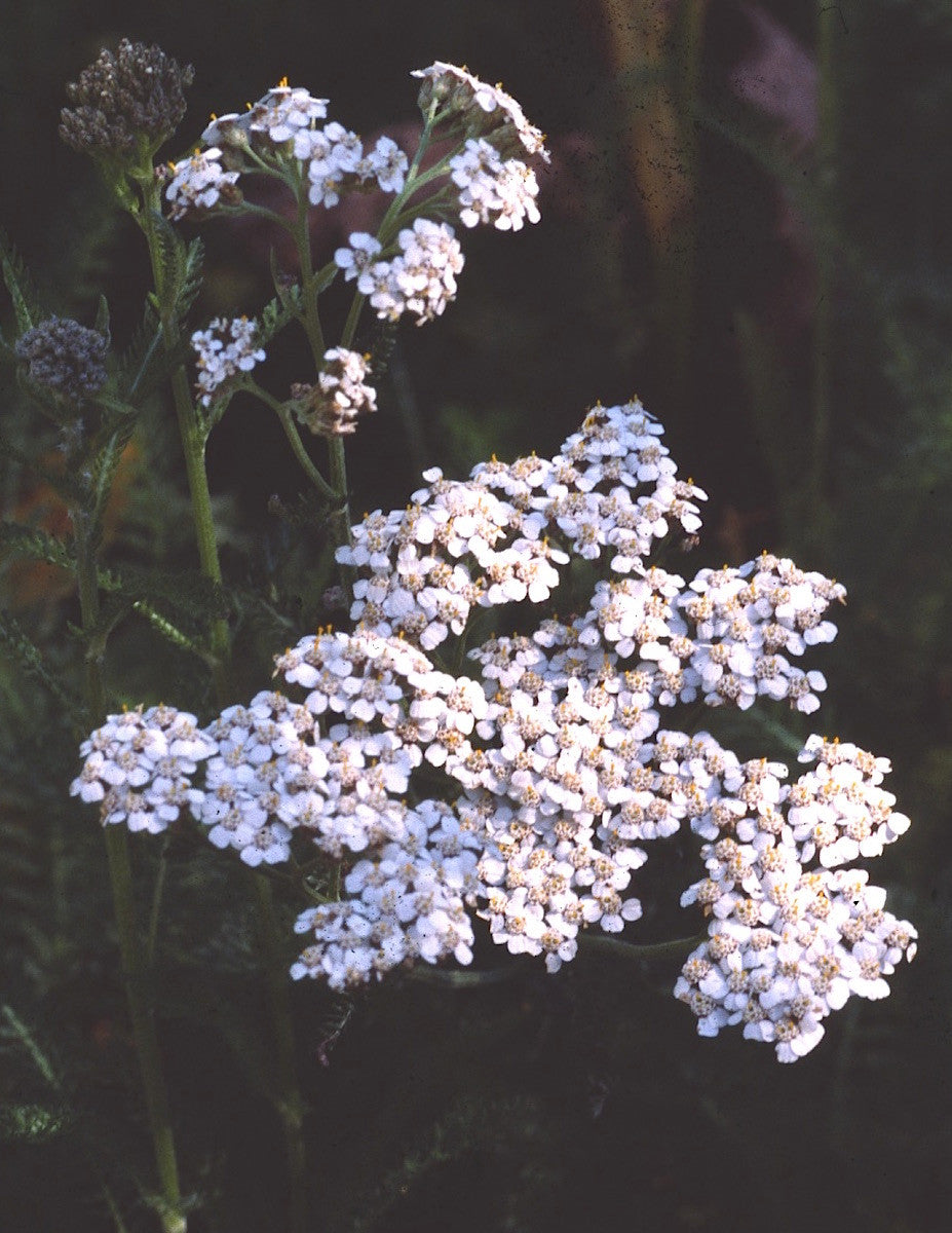 Clusters of pale lilac flowers on tall stems