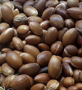 Whole argan nuts, the seed from which argan oil is pressed