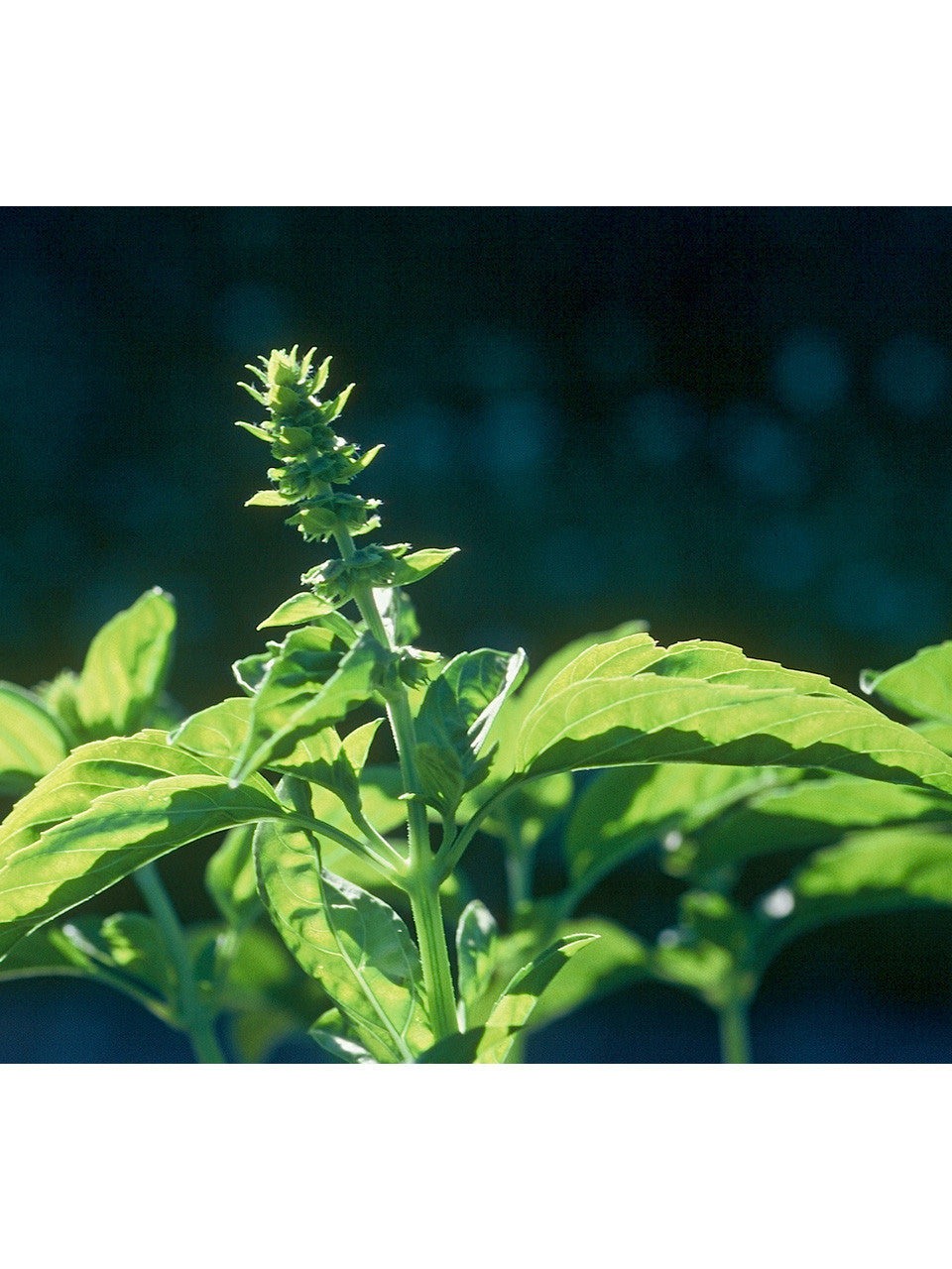 Fresh green basil leaves on the plant