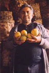 A grower in a dark coat holding freshly picked bergamot fruits in cupped hands