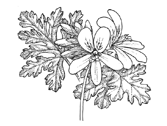 Pen-and-ink botanical drawing of a rose geranium (Pelargonium graveolens) stem, showing the five-petalled flower and deeply lobed, toothed leaves