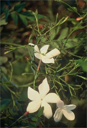 jasmine 10%