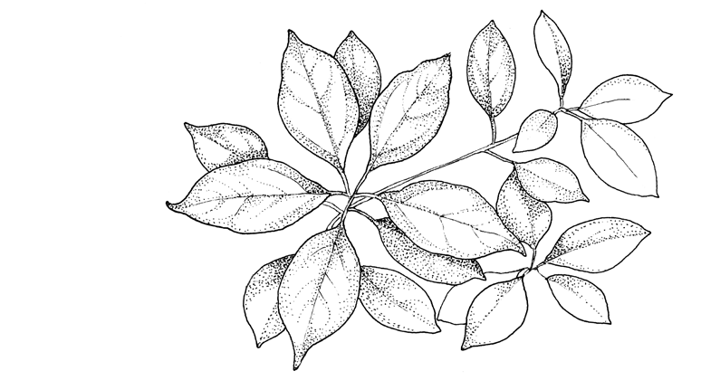 Pen-and-ink botanical drawing of a ravintsara (Cinnamomum camphora) branch with alternating oval, pointed leaves