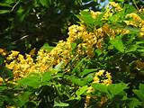 Rosewood tree in flower with yellow blossom and green foliage