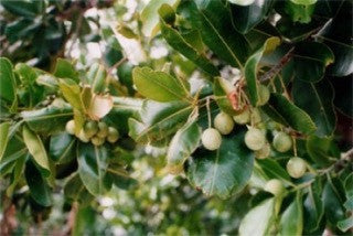 Sandalwood branch with green leaves and small pale berries