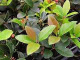 Wintergreen plant with glossy dark green leaves