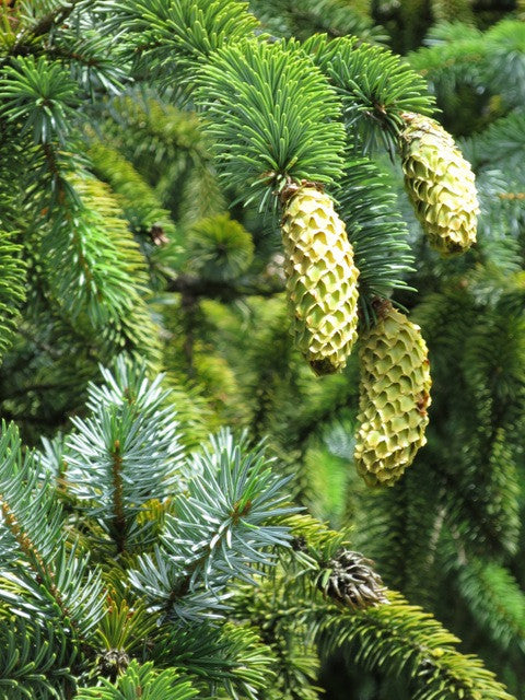 Hemlock spruce branch bearing young green cones