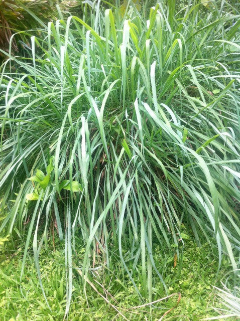 A clump of citronella grass with long arching green blades