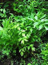 lovage